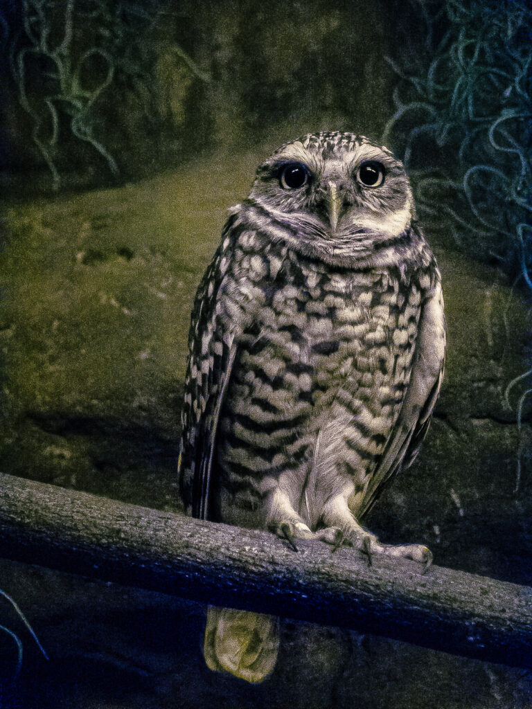 A baby owl under black light.