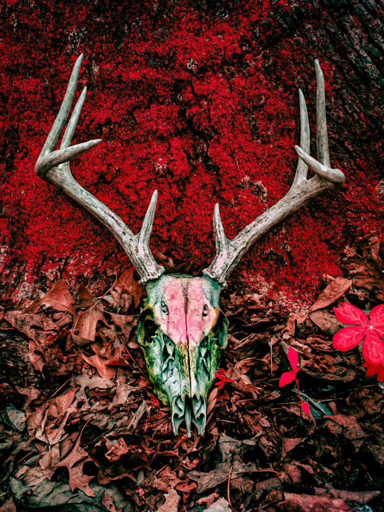 False color deer skull laying on a tree