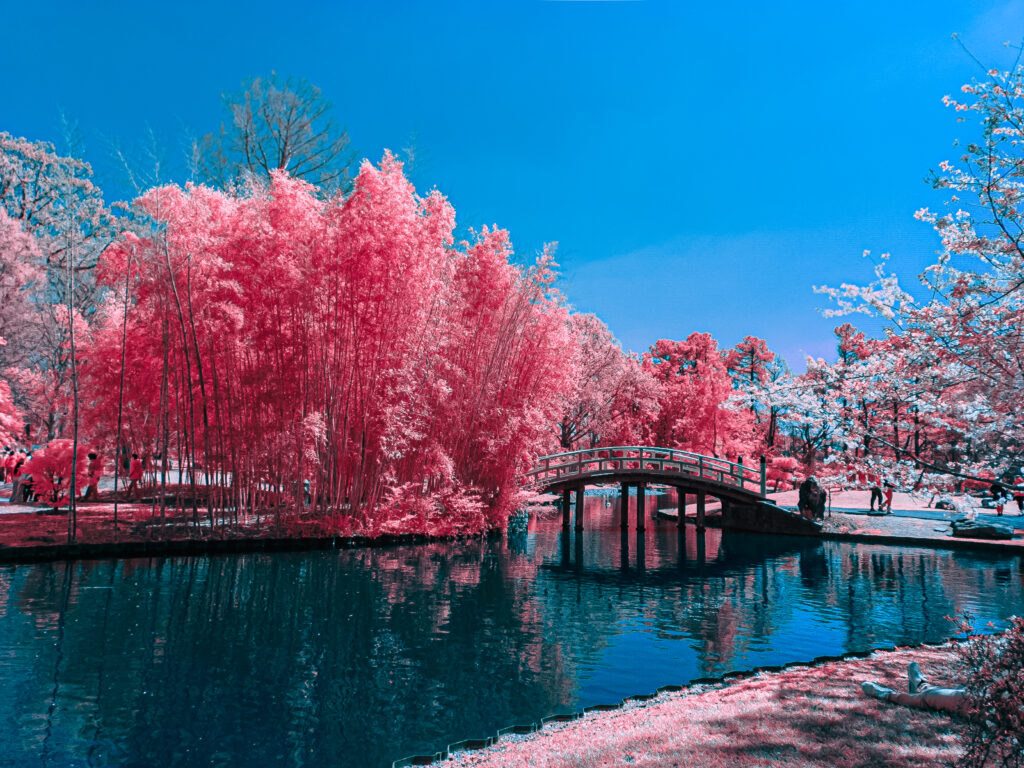 False color at a Japanese Garden