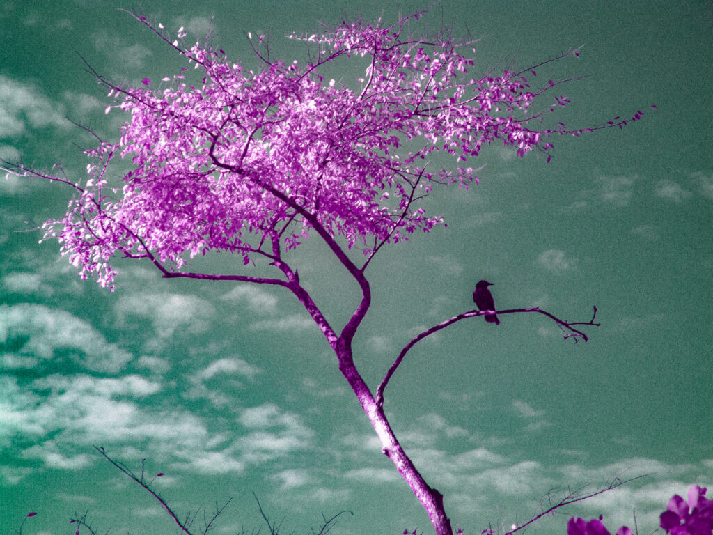 False color image of a bird sitting alone on a tree branch