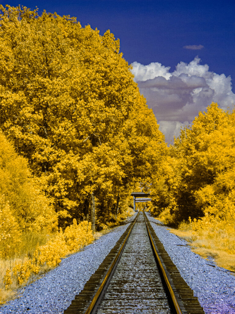 Empty train tracks surrounded by forestry