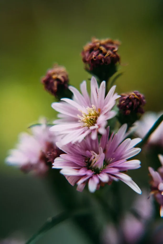 Aster flower