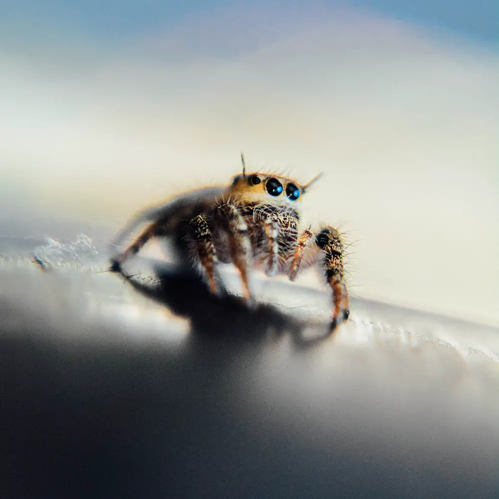 A jumping spider on my car's rear right bumper