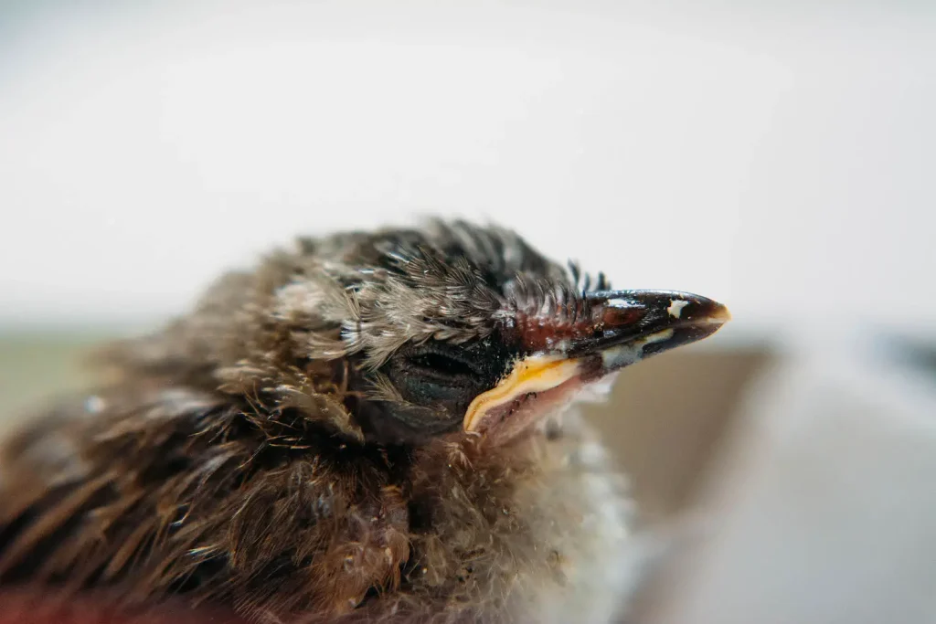 Poor baby bird rescued after one of my cats tried to eat him/her.