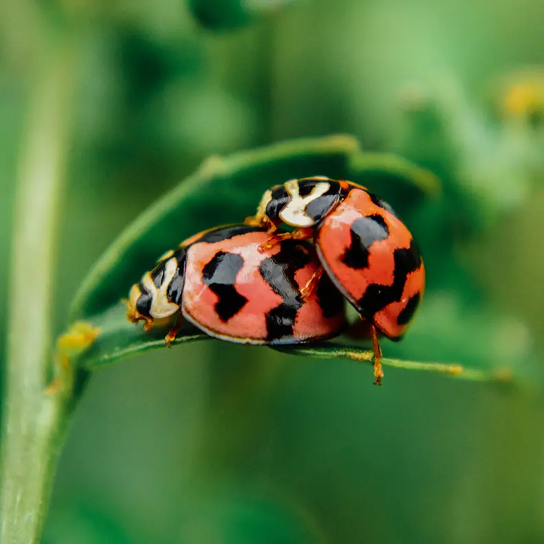 Mating ladybug