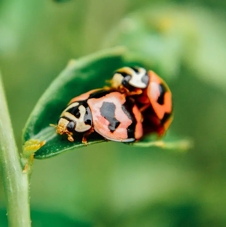 Another angle of the mating ladybugs