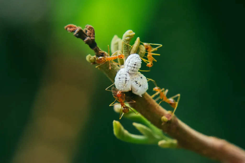 Ants surrounding silverleaf whitefly, at least that's what my aunt said about that white thingy.