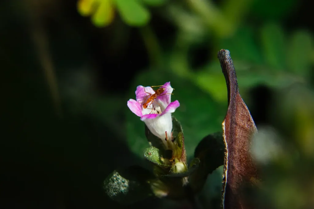 An ant that I assume is finding nectar. There are plenty of flowers as this one scattered in the yard which make it a solid subject to take photograph all year round.