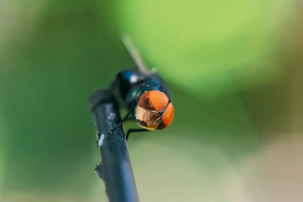 A fly on a cable.