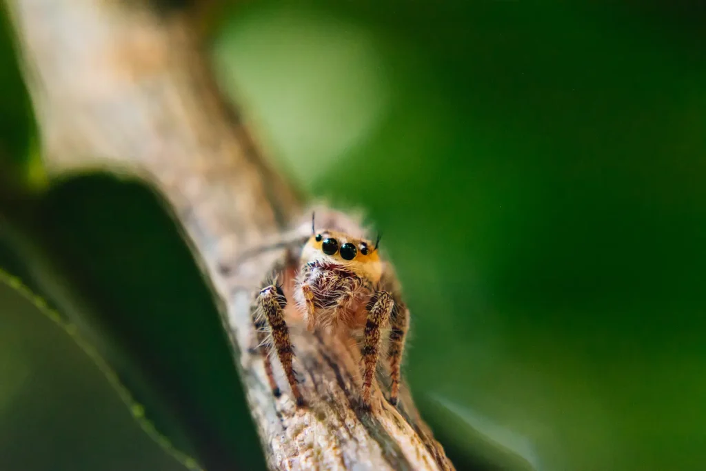 I like to imagine that it's smiling to me because of the faint black line under its two big eyes.