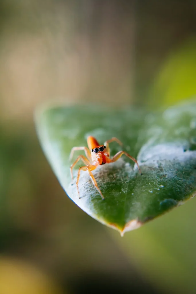 This is my first time seeing this kind of orange spider in the yard.