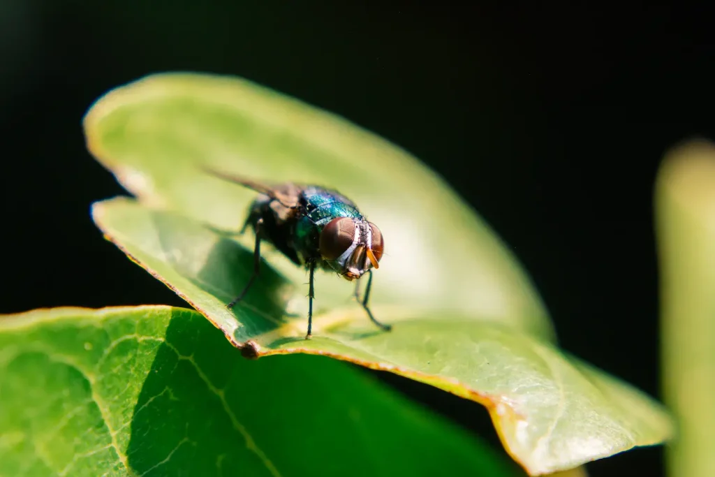 Another one chilling on a leaf.