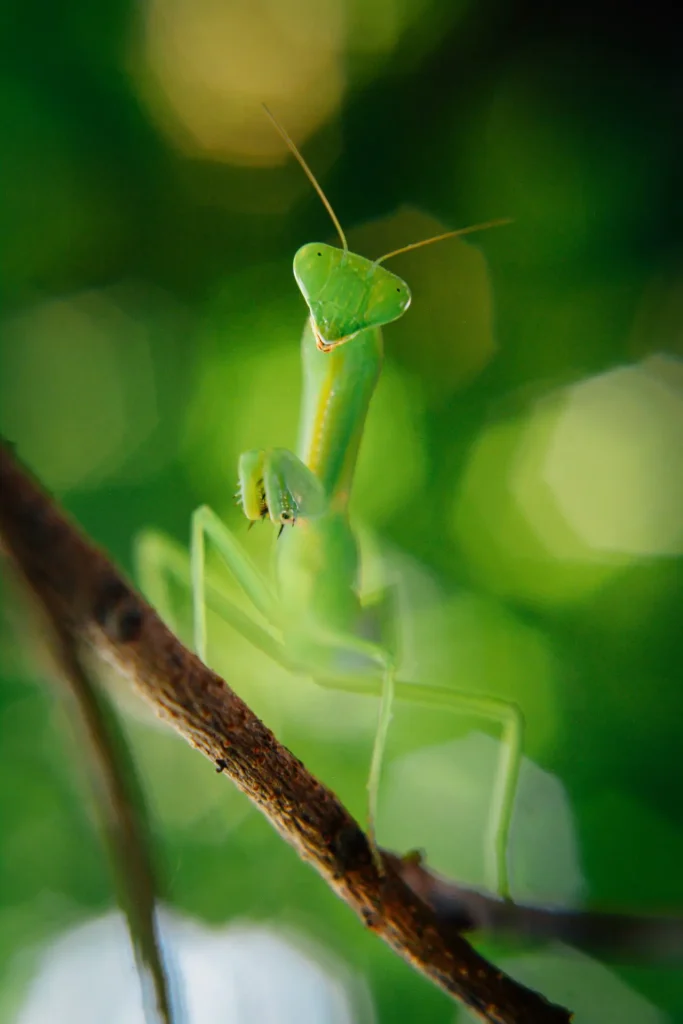 This praying mantis was actually hanging upside down. Image is rotated 180 degrees.