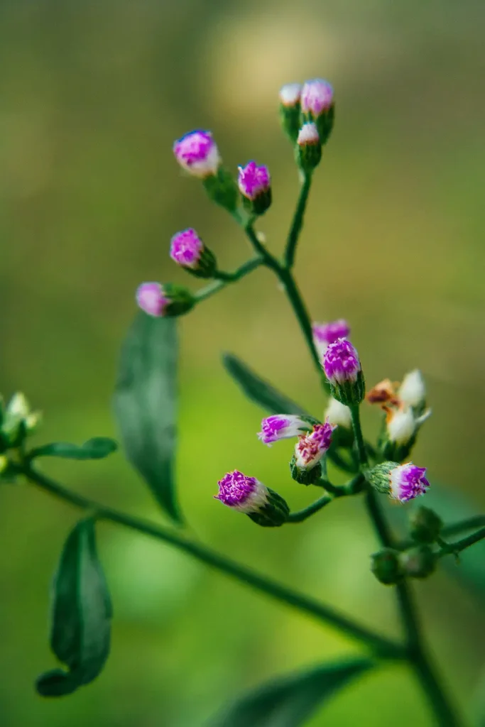 A flower that hasn't bloom because it's in early morning.