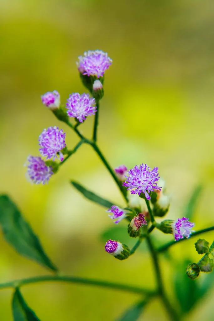 And the same flower already bloom in the afternoon.