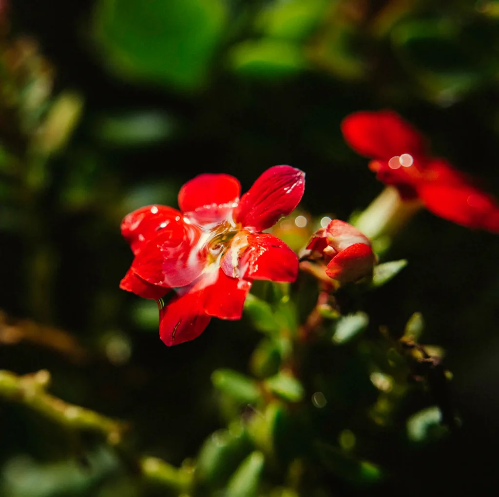 I have no idea what kind of flower is this.