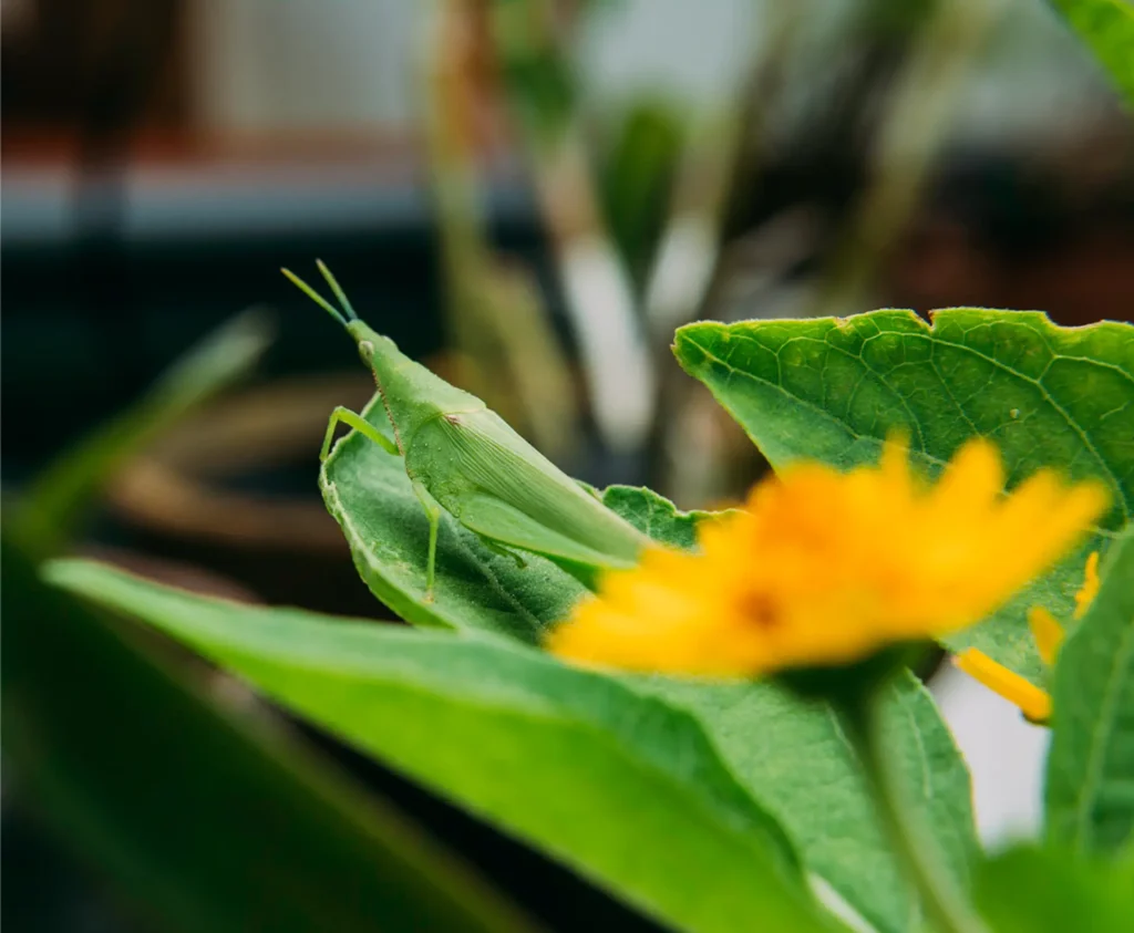 A grasshopper vibing after heavy rain.