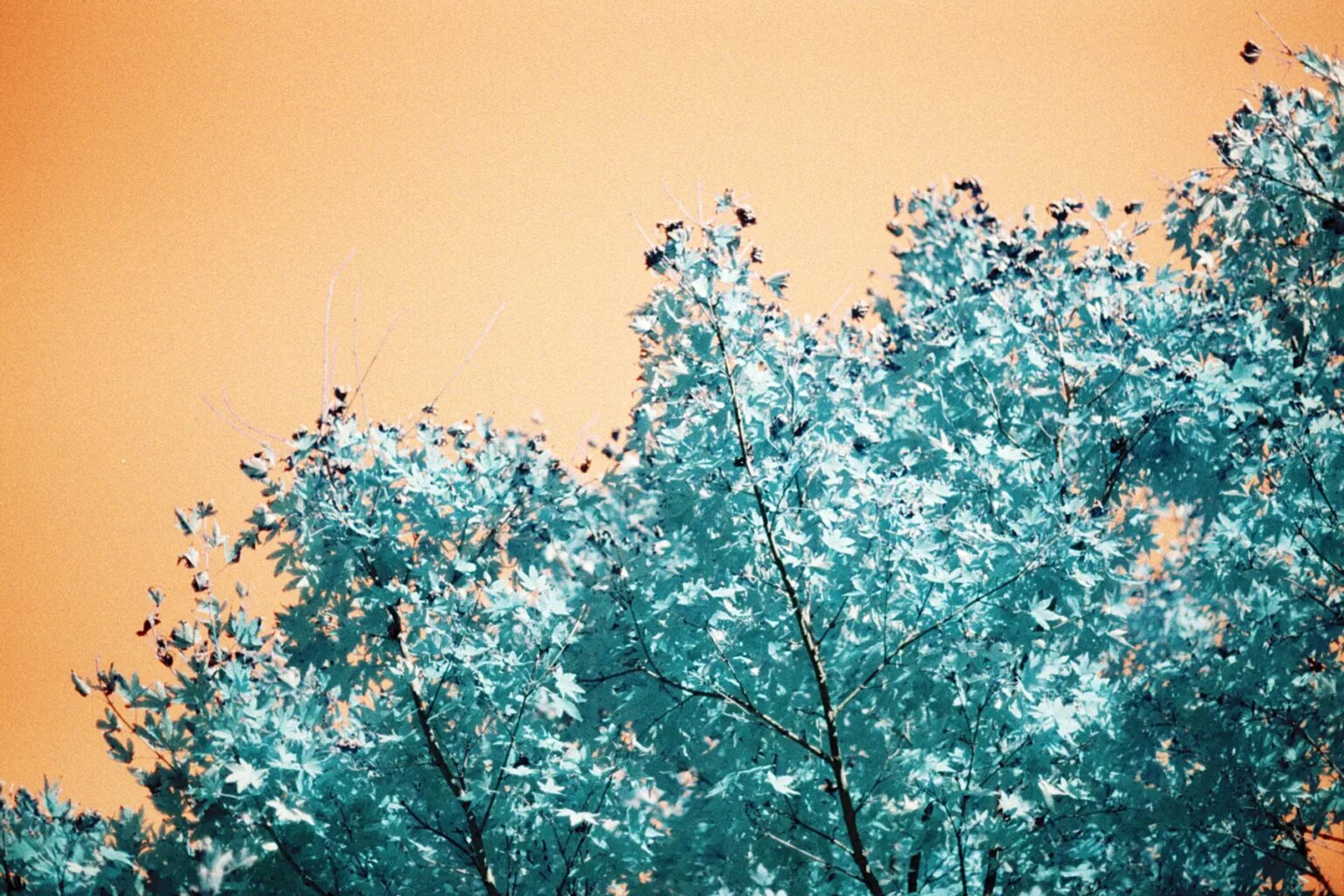 lomography-turquoise-35mm-film-review