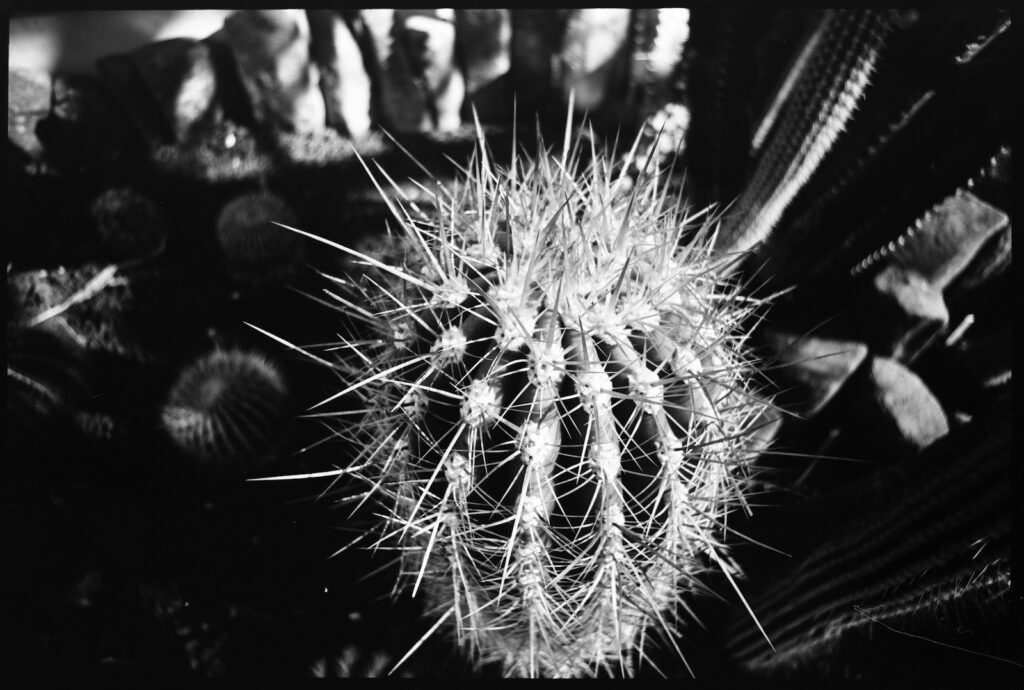 Cactus detail, Dunedin Botanic Gardens Winter Garden.