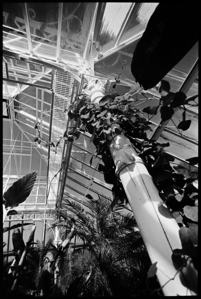 Wrought iron structure detail, Winter Garden, Dunedin Botanic Gardens - no filter, 17mm Tamron Adaptall II.