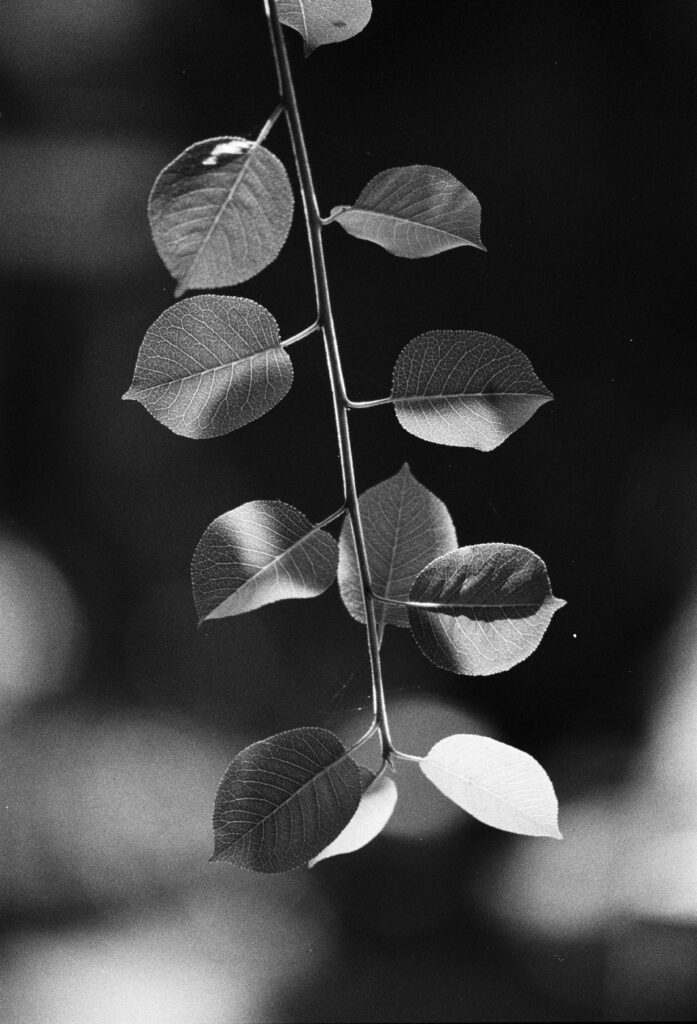 Foto de hojas de árbol tomada con un objetivo 135 mm F 3.5.