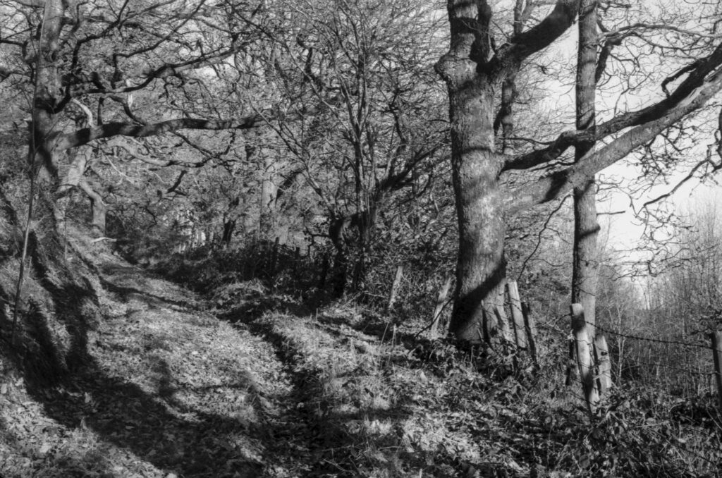 Photograph of a woodland i Winter.