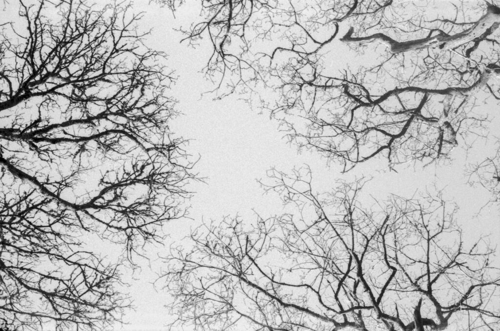 Photograph of tree branches in Winter.