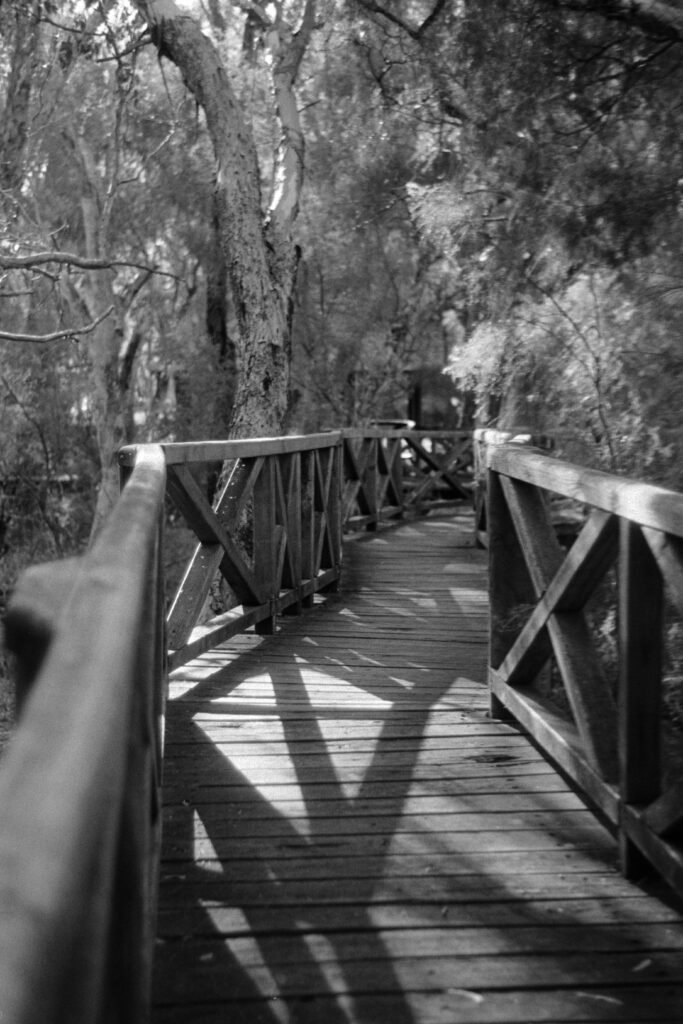 Walkway through a forrest