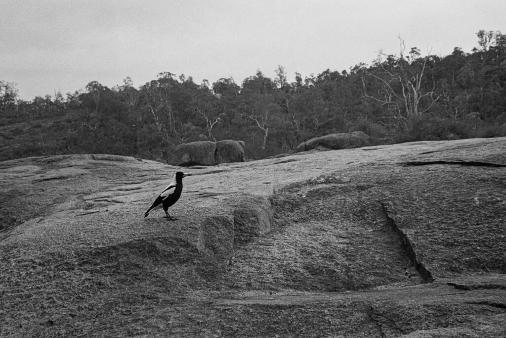 Magpie on a rock