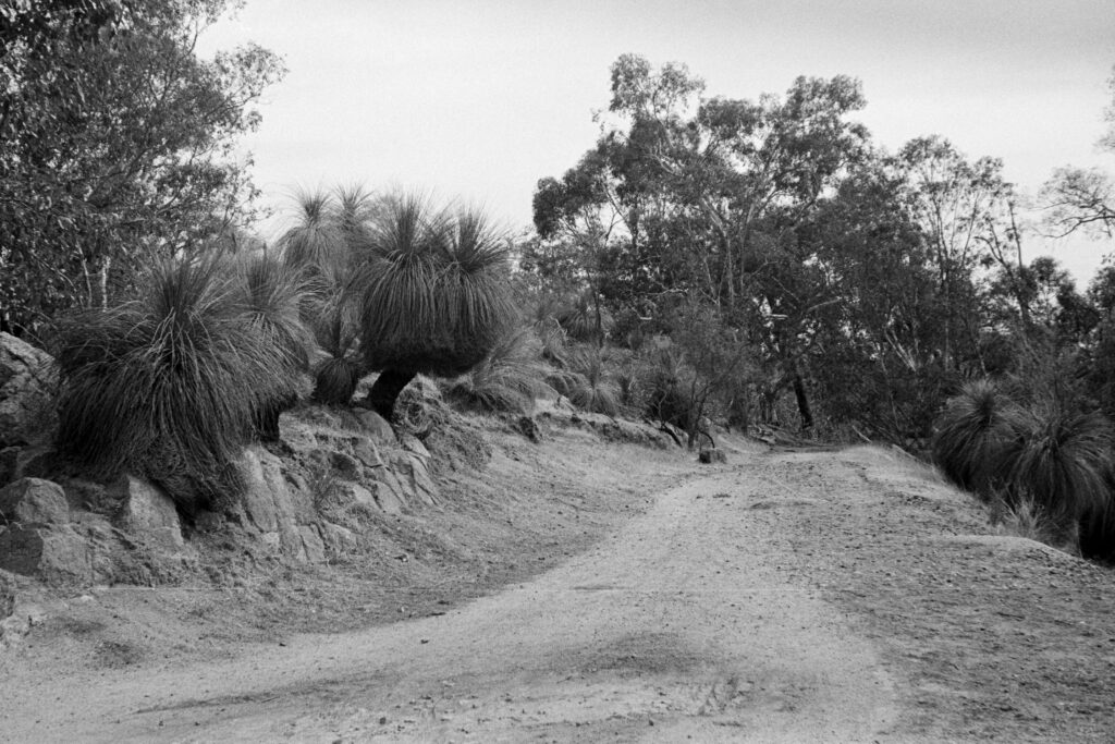 Australian grass trees