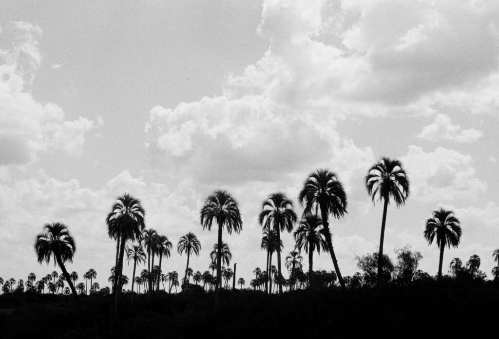 Palmeras en el Parque Provincial El Palmar, Entre Ríos.