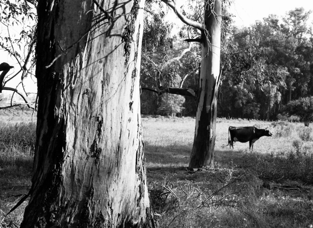 Una vaca pastando en un campo en Entre Ríos.