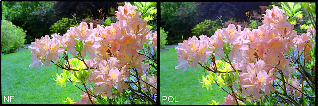 Polariser used on natural subjects. More subtle but the flowers and grass have deeper colour because reflections are removed.