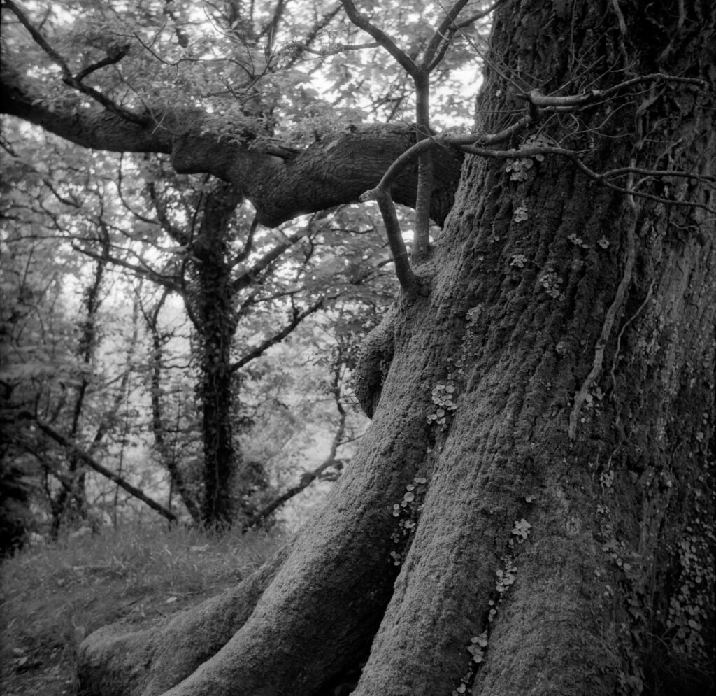 a black and white photo of a large oak tree trunk cuts across the right side of the frame, with a large branch coming horizontally across from the right to the left