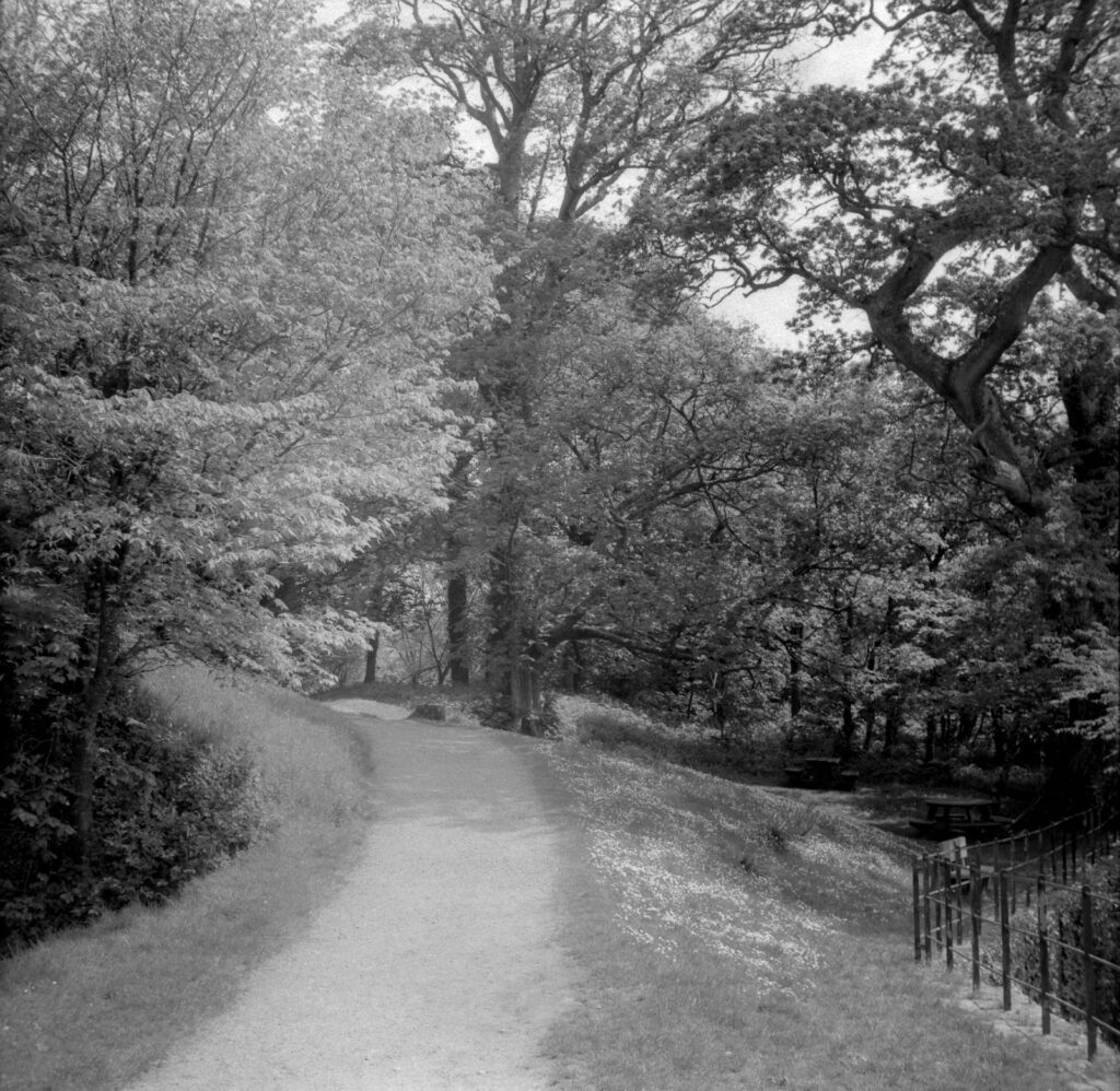 a black and white photo of a path, leading towards a wooded area, with a metal fence along a steep stone wall