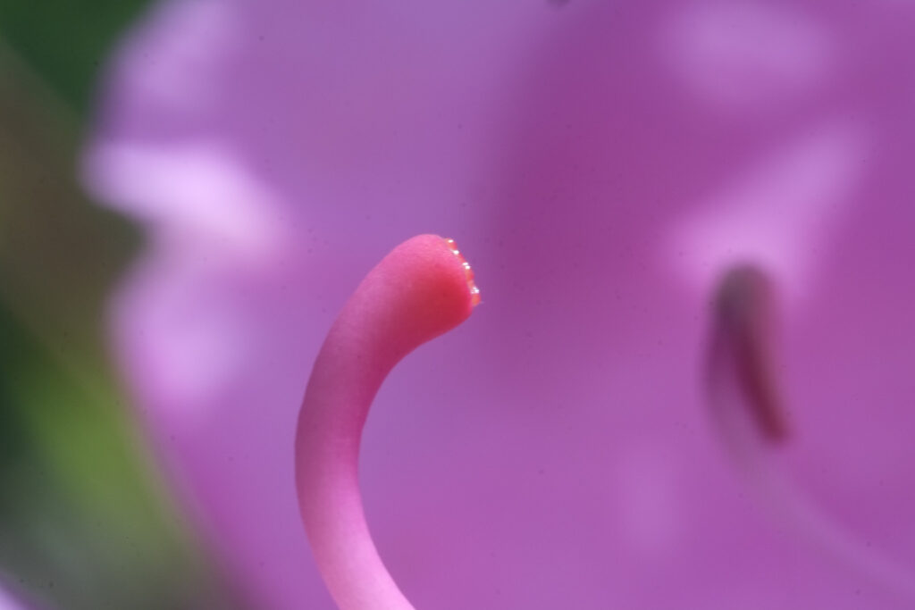 Flower macro