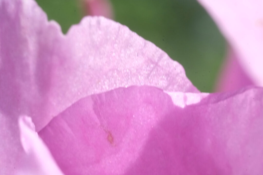 Flower macro