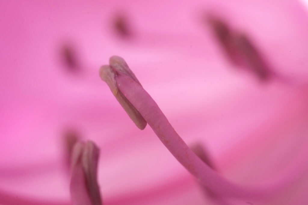 Flower macro