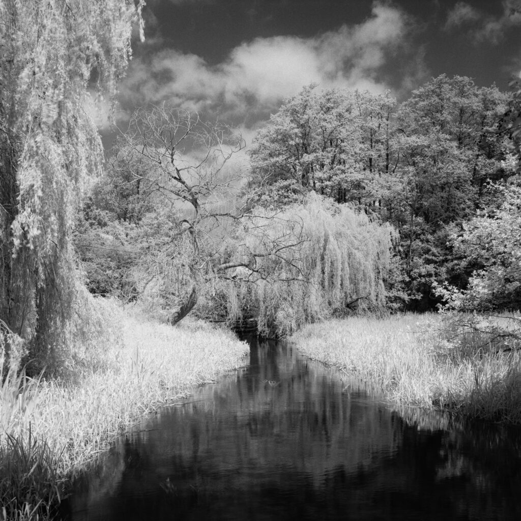 Looking along a small river to trees with bright white foliage in the sunlight