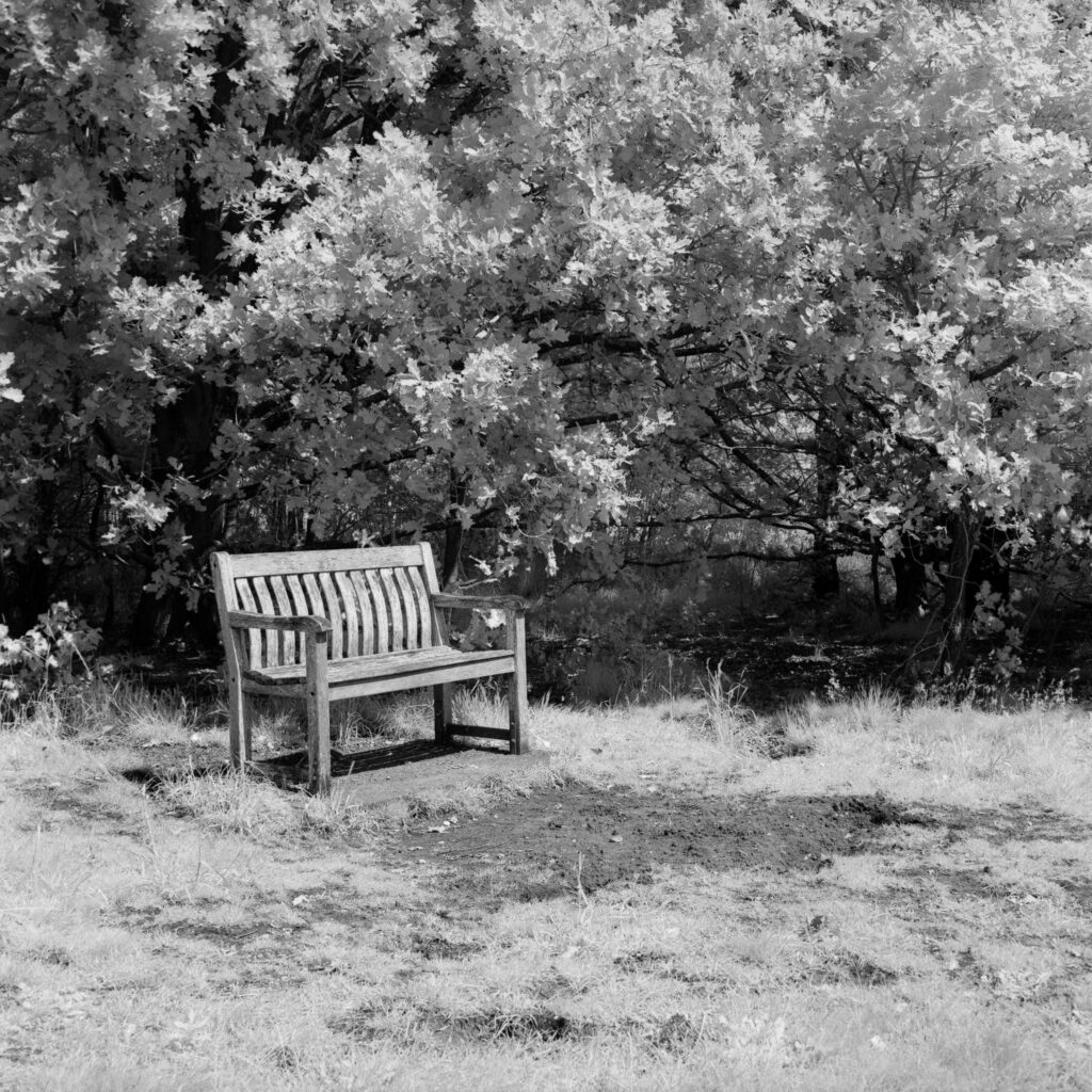 Wooden bench in front of some trees