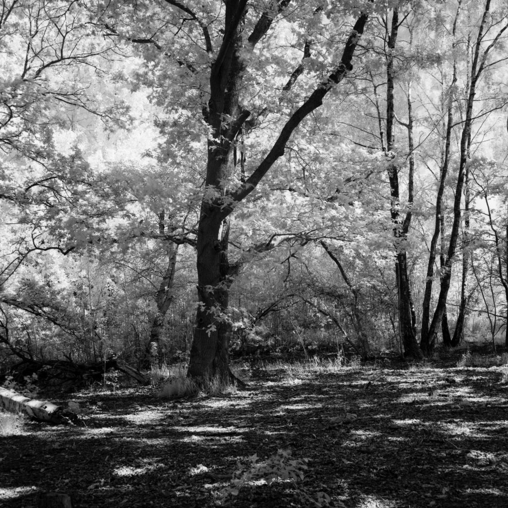 A tree shot from within woodland, aiming for the trunk and branches to stand out from the white leaves