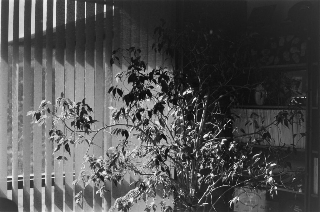 Black and white image of verticle blinds drawn, a large potted plant in front of them, the sun causing striking shadows