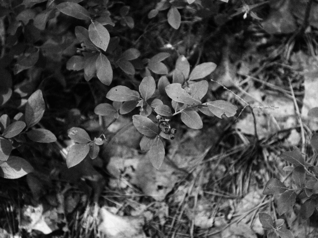 Wild blueberry close Up