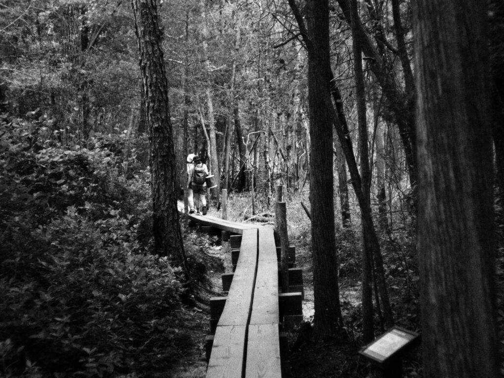 Bridge through the cedar forest