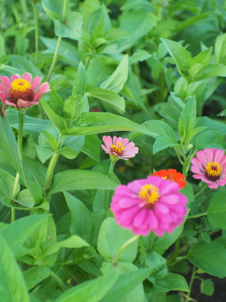 Zinnias in the garden