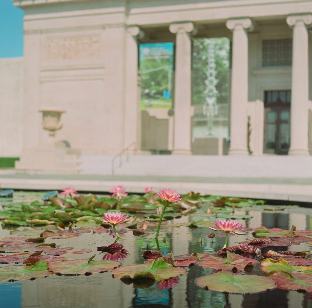 Flowers in fountain outside the New Orleans Museum of Art. Minolta Autocord, Portra 160.