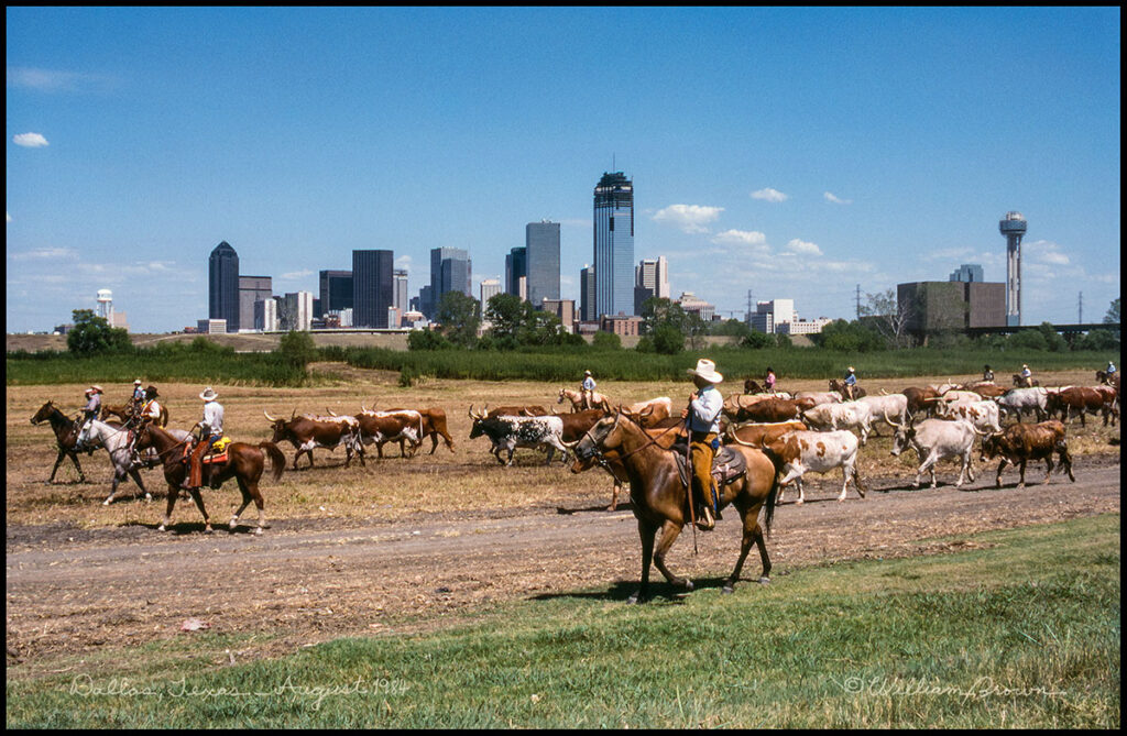 Longhorn cattle drive with Dallas, Texas skyline in background