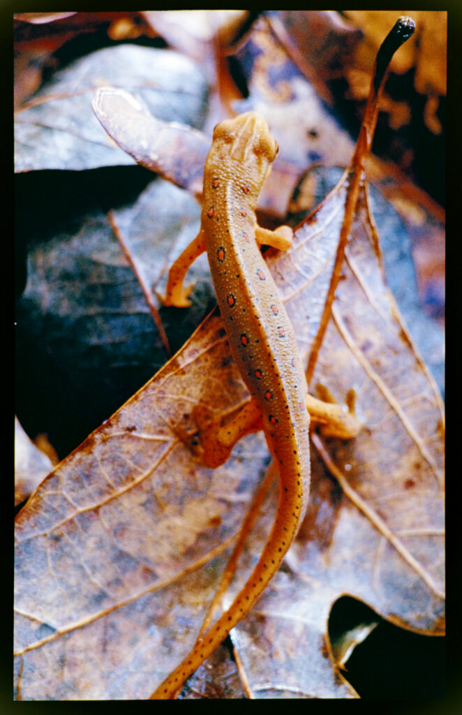 An orange terrestrial newt.