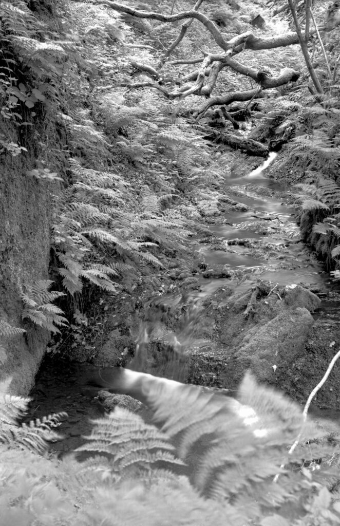 Black and white image of a stream in a wooded ravine.