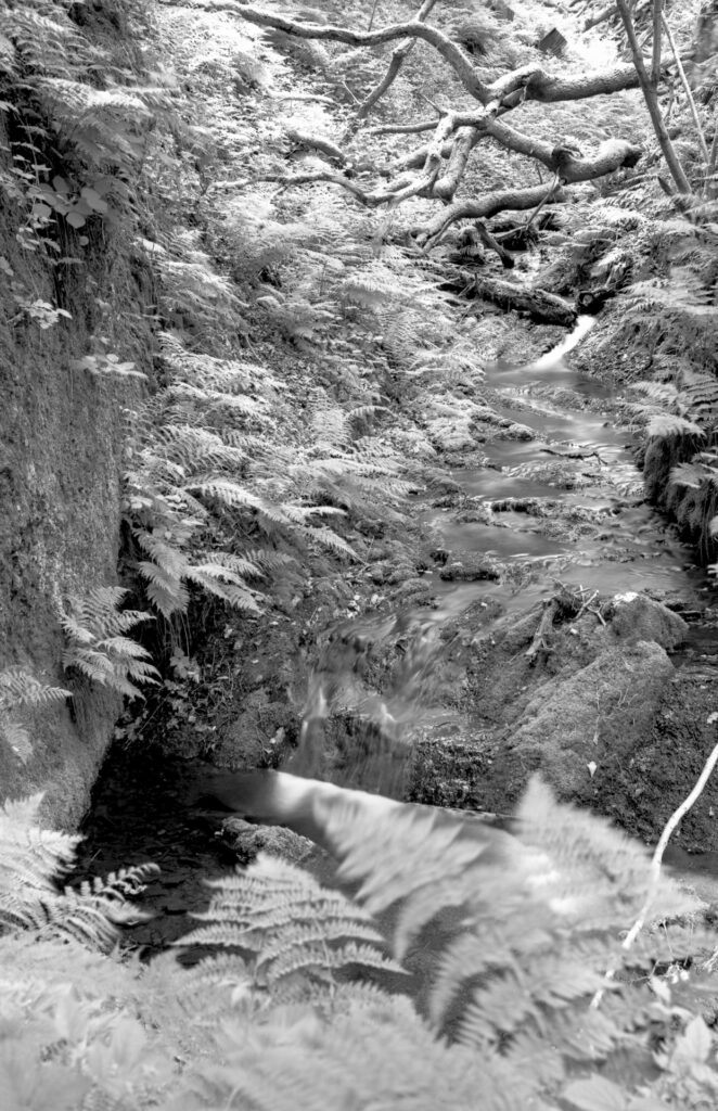 Black and white image of a stream in a wooded ravine.